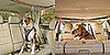 Pampered Pals: Zip Line Dog Car Harnesses