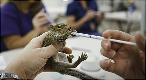 Awww, Hurricane Ike's Tiny Bushy-Tailed Victims Need Help
