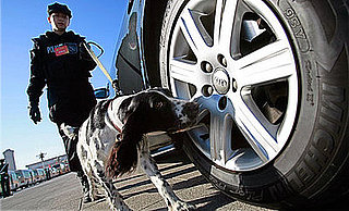 Canine Cops Arrest Couple For Chocolate: In the LINK of an Eye!