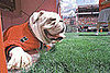 Do Tell: Was Your University Pet-Friendly?