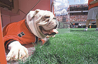 Do Tell: Was Your University Pet-Friendly?