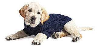 Trend Setters: Crewmutts Get True Blue For Fall