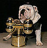 And the 2008 Worldwide Fido Award Goes To . . . 