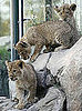 There's Three Times the Cute With Three Berber Lion Cubs