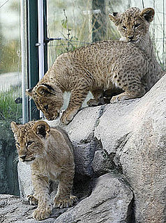 There's Three Times the Cute With Three Berber Lion Cubs
