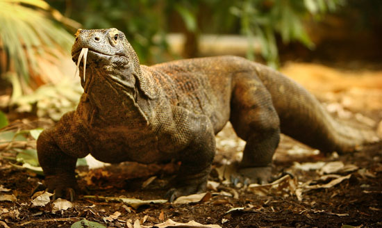 Guess What Animal?
