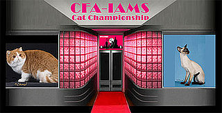 Have You Ever Attended a Cat Show?