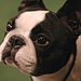 Boston Terrier