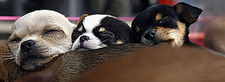 What Do You Know About Chihuahuas?