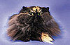 Pet Peeves: Kitty's Got Dandruff