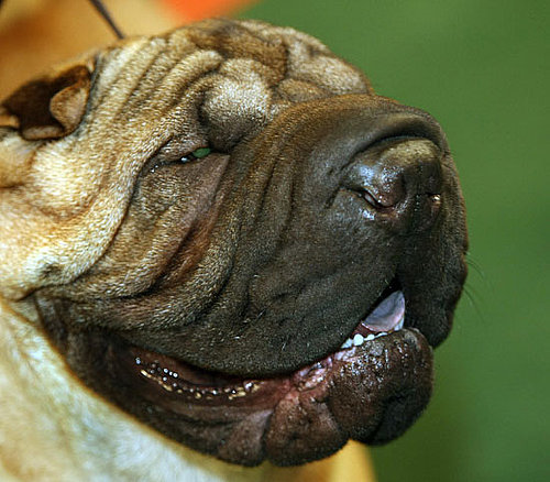 Chinese Shar-Pei Chinese Shar-Pei