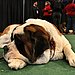 Saint Bernard