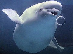 Creature Features: Beluga Whales