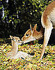 Have You Ever Seen a Vicuña? (Hint: Check Out Baby Antonio.)