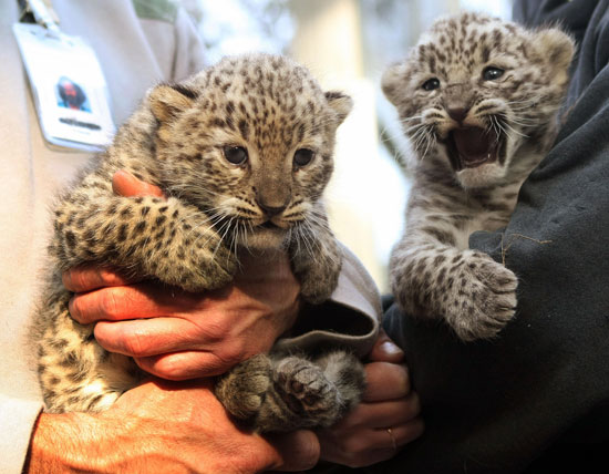 Guess What Animal?