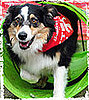 Canines Competed In (and Completed) Obstacle Courses?