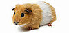 Have You Spayed or Neutered Exotic Pets?