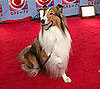 TV Guide's Top Ten Television Dogs 