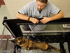 The Scoop: Military Hospital Opens For Combat-Wounded Pups The Scoop: Military Hospital Opens For Combat-Wounded Pups