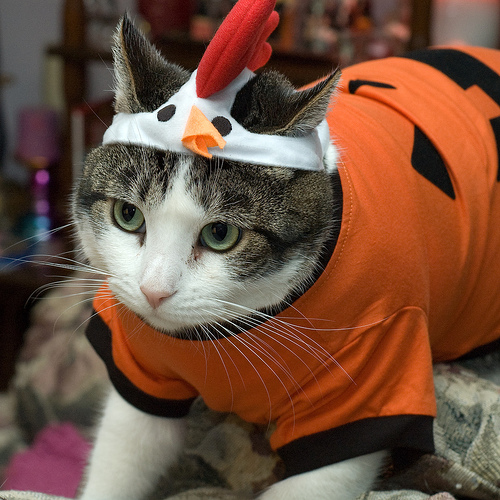 It's the Great Pumpkin Chicken! It's the Great Pumpkin Chicken!