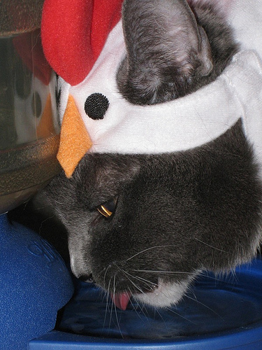 Peck Peck, Lap Lap Peck Peck, Lap Lap