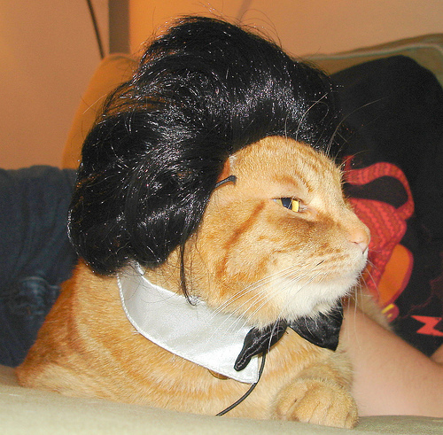 Throwback Hat for a Throwback Cat Throwback Hat for a Throwback Cat