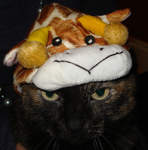 Giraffe Head . . . Check. Giraffe Head . . . Check.