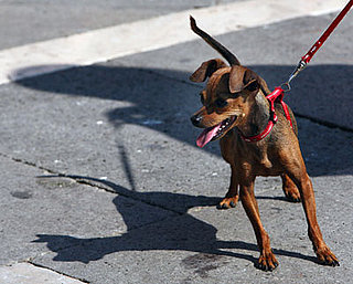 Score an A+ in Doggie Body Language