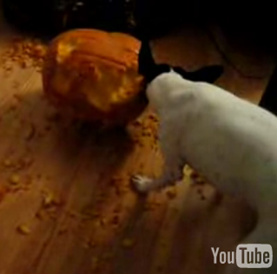 Three Cute Halloween Videos Featuring Pups Vs. Pumpkins Three Cute Halloween Videos Featuring Pups Vs. Pumpkins