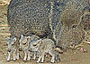 Could You Care For Chacoan Peccary Babies?