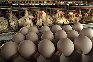 Animal Rights Proposition Passes in California