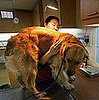 Top 10 Most Insured Dog Breeds