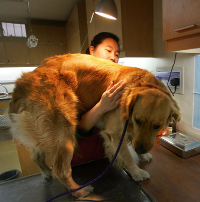 Top 10 Most Insured Dog Breeds Top 10 Most Insured Dog Breeds