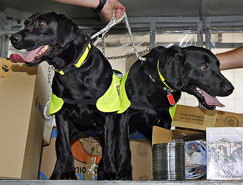 1. Labrador Retriever 1. Labrador Retriever