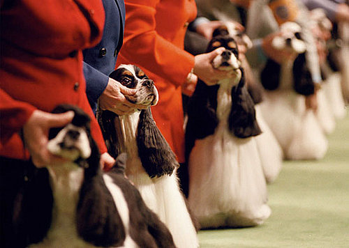 10. Cocker Spaniel 10. Cocker Spaniel