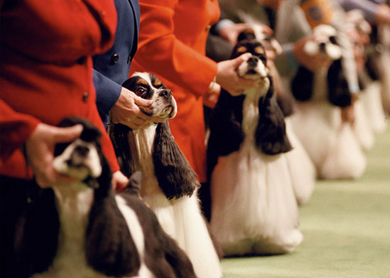 10. Cocker Spaniel