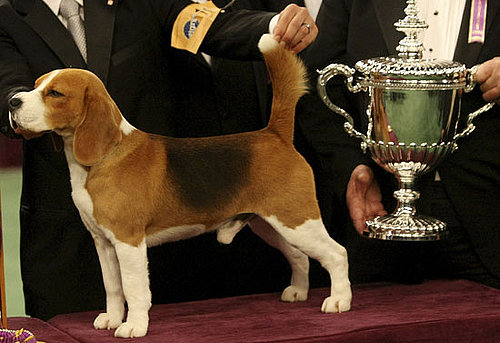 Beagle Beagle