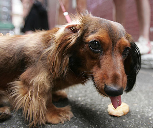 Dachshund Dachshund