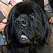 Newfoundland