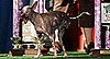 Breaking News: 2008 World's Ugliest Dog Loses Cancer Battle