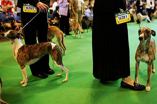 Whippet Whippet