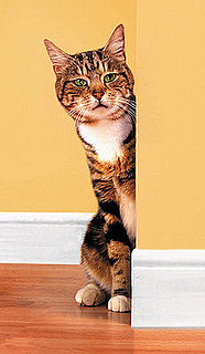 Pet Peeves: Dog + You + Boyfriend + Cat = . . .
