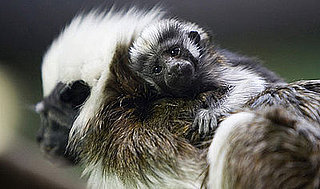 Cottontop Tamarin Baby Masters Cute in Just Two Weeks' Time