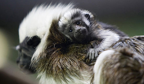 Cottontop Tamarin Baby Masters Cute in Just Two Weeks' Time