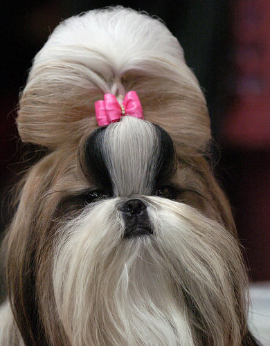 Shih Tzu Shih Tzu