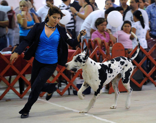 Great Dane Great Dane