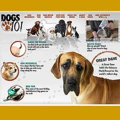 Dogs 101: What Did You Learn in Episode 106? Dogs 101: What Did You Learn in Episode 106?