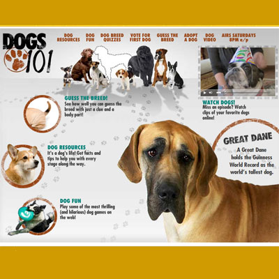 Dogs 101: What Did You Learn in Episode 106? Dogs 101: What Did You Learn in Episode 106?