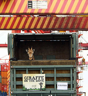 Ntombi arrives at Port Botany in Sydney, Australia On His Way To Taronga's Western Plains Zoo