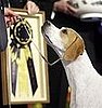 Pointer, Holly, Captures Best in Show at the 2008 National Dog Show